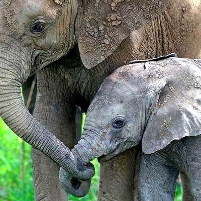 Baby Elephant Pictures on Mom And Baby Elephant